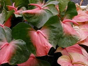 verde, rosa, foglie, fiori, anthurium, venature, pistillo, bicolore, pianta