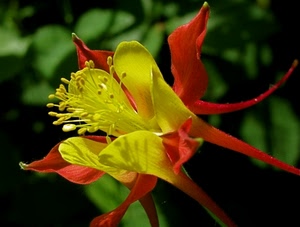 giallo, fiore, petali, rosso, macro, foglie, pistilli, sfocato