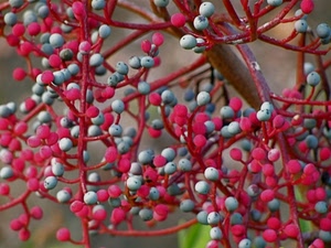 rami, rosso, bacche, frutti, pianta, grigio, sfere, palline, nero, albero, bianco, rossi, natura