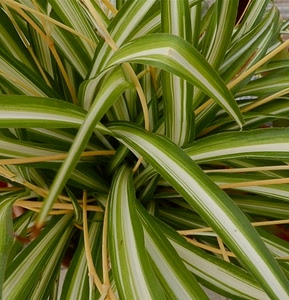 foglie, verde, pianta, bianco, natura, piante, foglia, bicolore